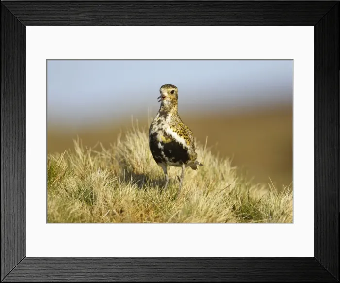Framed Print : Golden Plover - Calling Yell, Shetland, UK BI010716 Framed Print : Golden Plover - Calling Yell, Shetland, UK BI010716