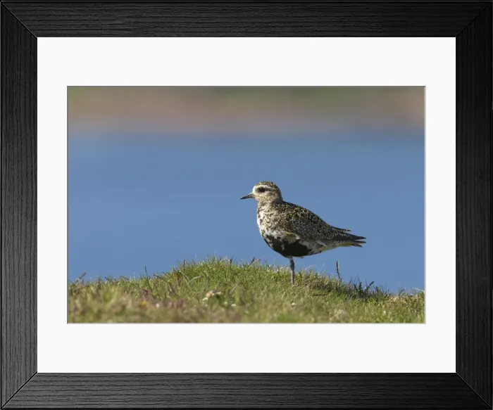 Framed Print : Golden Plover Shetland Mainland, UK BI010730 Framed Print : Golden Plover Shetland Mainland, UK BI010730