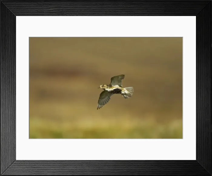 Framed Print : Golden Plover - In flight over moorland Yell, Shetland, UK BI010732 Framed Print : Golden Plover - In flight over moorland Yell, Shetland, UK BI010732