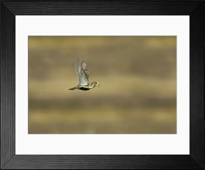 Framed Print : Golden Plover - Calling in flight over moorland Yell, Shetland, UK BI010734 Framed Print : Golden Plover - Calling in flight over moorland Yell, Shetland, UK BI010734