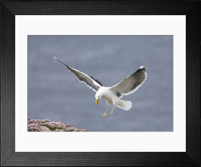 Framed Print : Great Black-Backed Gull - Landing on thrift covered cliff Noss National Nature Reserve, Shetland, UK BI010774 Framed Print : Great Black-Backed Gull - Landing on thrift covered cliff Noss National Nature Reserve, Shetland, UK BI010774