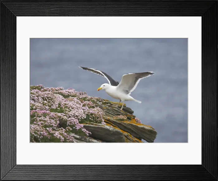 Framed Print : Great Black-Backed Gull - On thrift covered cliff top Noss National Nature Reserve, Shetland, UK BI010775