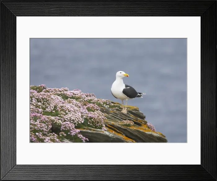 Framed Print : Great Black-Backed Gull - On thrift covered cliff top Noss National Nature Reserve, Shetland, UK BI010780 Framed Print : Great Black-Backed Gull - On thrift covered cliff top Noss National Nature Reserve, Shetland, UK BI010780
