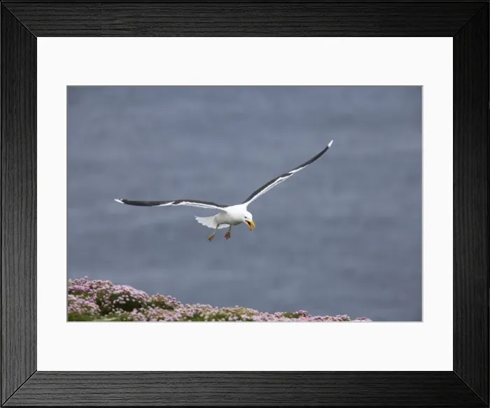 Framed Print : Great Black-Backed Gull - Calling as it comes into land Noss National Nature Reserve, Shetland, UK BI010784 Framed Print : Great Black-Backed Gull - Calling as it comes into land Noss National Nature Reserve, Shetland, UK BI010784