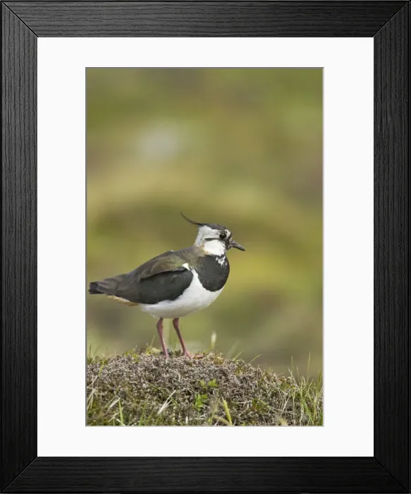 Framed Print : Lapwing Shetland Mainland, UK BI010820 Framed Print : Lapwing Shetland Mainland, UK BI010820