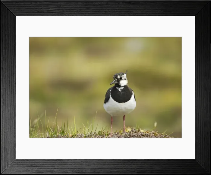 Framed Print : Lapwing Shetland Mainland, UK BI010821 Framed Print : Lapwing Shetland Mainland, UK BI010821