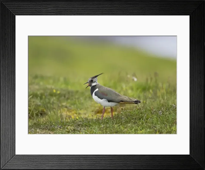 Framed Print : Lapwing - Calling Shetland Mainland, UK BI010830 Framed Print : Lapwing - Calling Shetland Mainland, UK BI010830