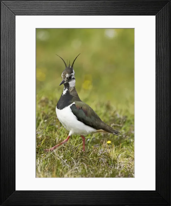 Framed Print : Lapwing Shetland Mainland, UK BI010842 Framed Print : Lapwing Shetland Mainland, UK BI010842