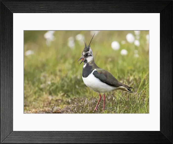 Framed Print : Lapwing Shetland Mainland, UK BI010848 Framed Print : Lapwing Shetland Mainland, UK BI010848