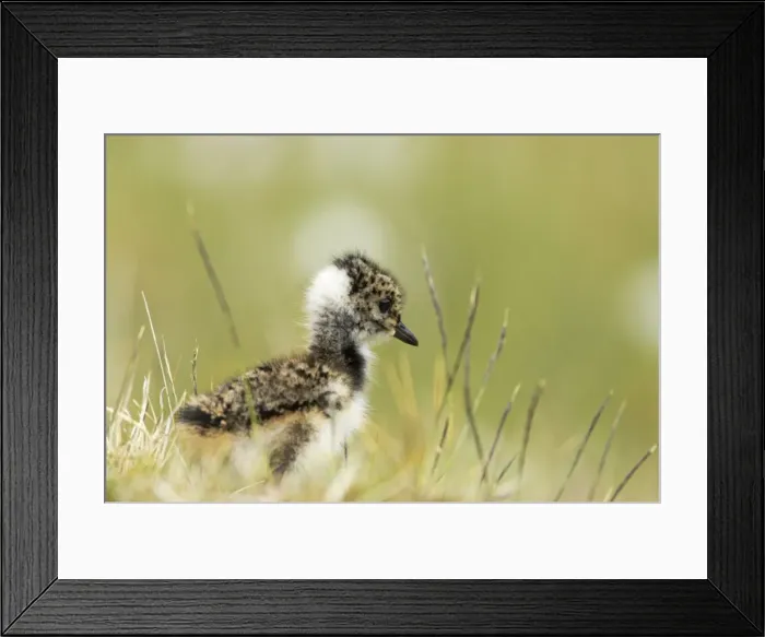 Framed Print : Lapwing - Chick Shetland Mainland, UK BI010849 Framed Print : Lapwing - Chick Shetland Mainland, UK BI010849