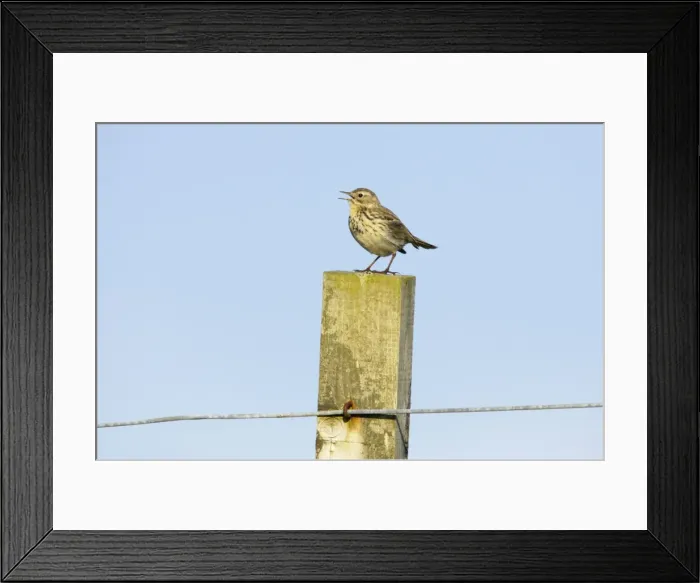 Framed Print : Meadow Pipit - Singing from post Fetlar, Shetland, UK BI010882 Framed Print : Meadow Pipit - Singing from post Fetlar, Shetland, UK BI010882