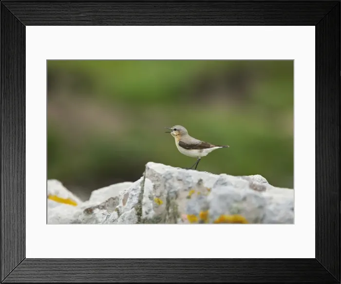 Framed Print : Wheatear - Singing from drystone walls Noss Nature Reserve, Shetland, UK BI010886 Framed Print : Wheatear - Singing from drystone walls Noss Nature Reserve, Shetland, UK BI010886