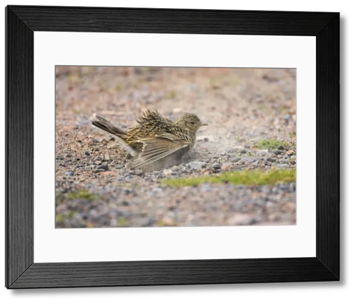 Framed Print : Skylark - Dustbathing Shetland Mainland, UK BI010901 Framed Print : Skylark - Dustbathing Shetland Mainland, UK BI010901