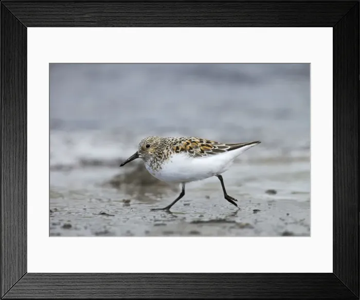Framed Print : Sanderling - On beach in breeding plumage Shetland Mainland, UK BI011395 Framed Print : Sanderling - On beach in breeding plumage Shetland Mainland, UK BI011395