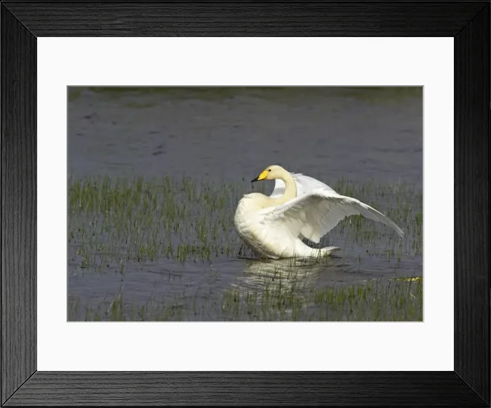 Framed Print : Whooper Swan - Flapping wings Shetland Mainland, UK BI011578 Framed Print : Whooper Swan - Flapping wings Shetland Mainland, UK BI011578
