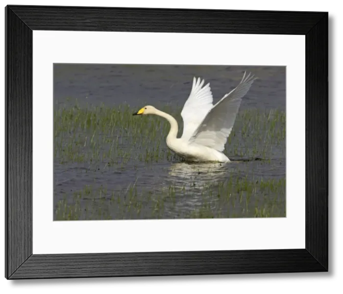 Framed Print : Whooper Swan - Taking off across loch Shetland Mainland, UK BI011590 Framed Print : Whooper Swan - Taking off across loch Shetland Mainland, UK BI011590