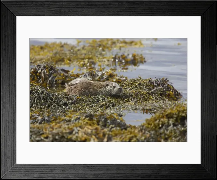 Framed Print : British Otter - On kelp covered shore Shetland Mainland, UK MA001174 Framed Print : British Otter - On kelp covered shore Shetland Mainland, UK MA001174