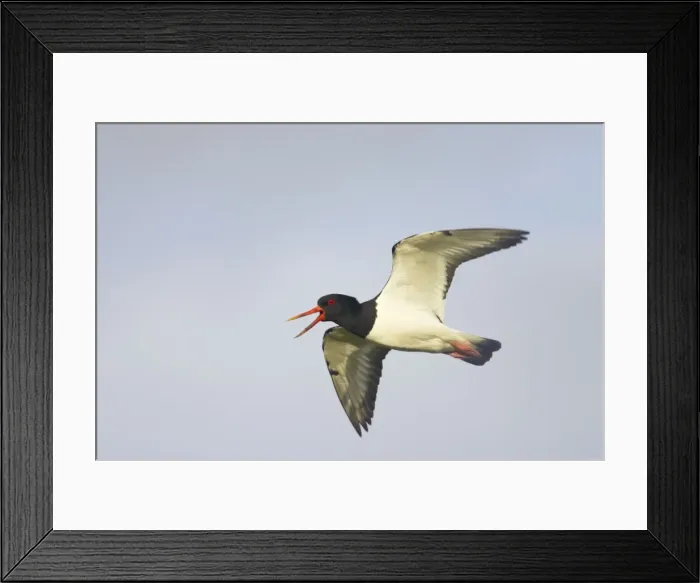Framed Print : Oystercatcher - Calling in flight Yell, Shetland, UK BI010937 Framed Print : Oystercatcher - Calling in flight Yell, Shetland, UK BI010937