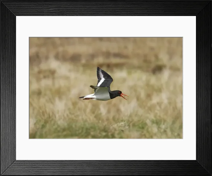 Framed Print : Oystercatcher - Calling in flight over moorland breeding grounds Unst, Shetland, UK BI010960