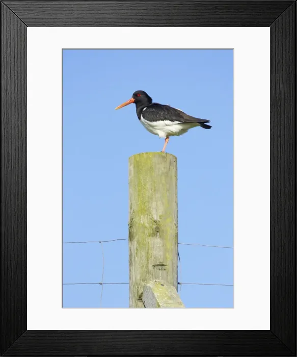 Framed Print : Oystercatcher - On Post Yell, Shetland, UK BI010964 Framed Print : Oystercatcher - On Post Yell, Shetland, UK BI010964