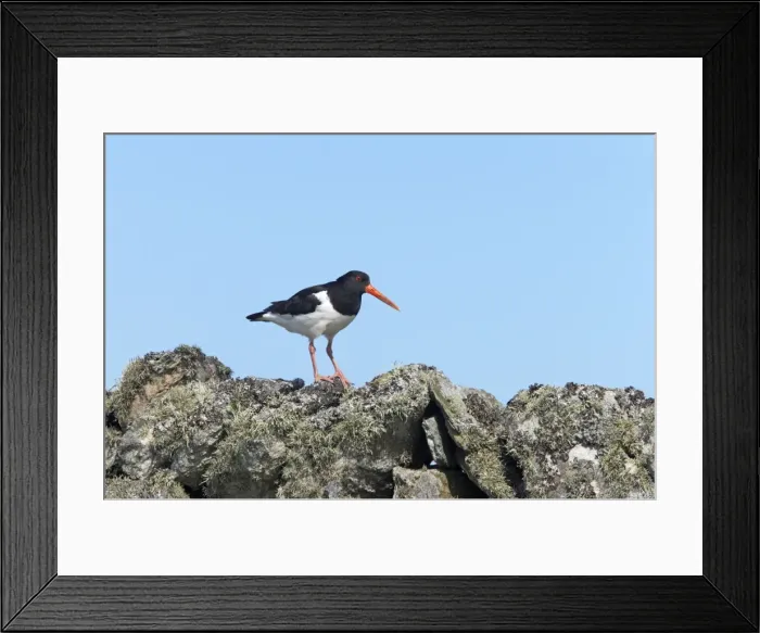Framed Print : Oystercatcher - On drystone wall Fetlar, Shetland, UK BI010982 Framed Print : Oystercatcher - On drystone wall Fetlar, Shetland, UK BI010982
