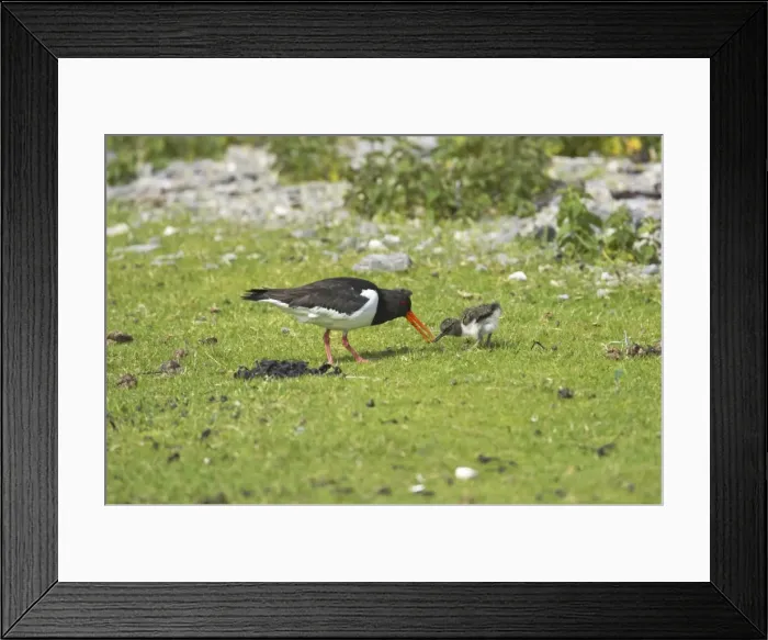 Framed Print : Oystercatcher - Parent feeding chick with worm Shetland Mainland, UK BI010996 Framed Print : Oystercatcher - Parent feeding chick with worm Shetland Mainland, UK BI010996