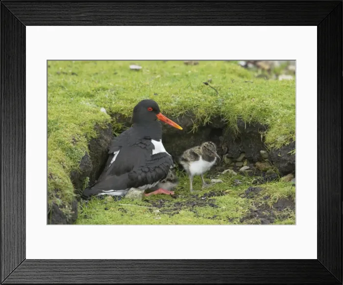 Framed Print : Oystercatcher - Brooding chicks Shetland Mainland, UK BI011000 Framed Print : Oystercatcher - Brooding chicks Shetland Mainland, UK BI011000
