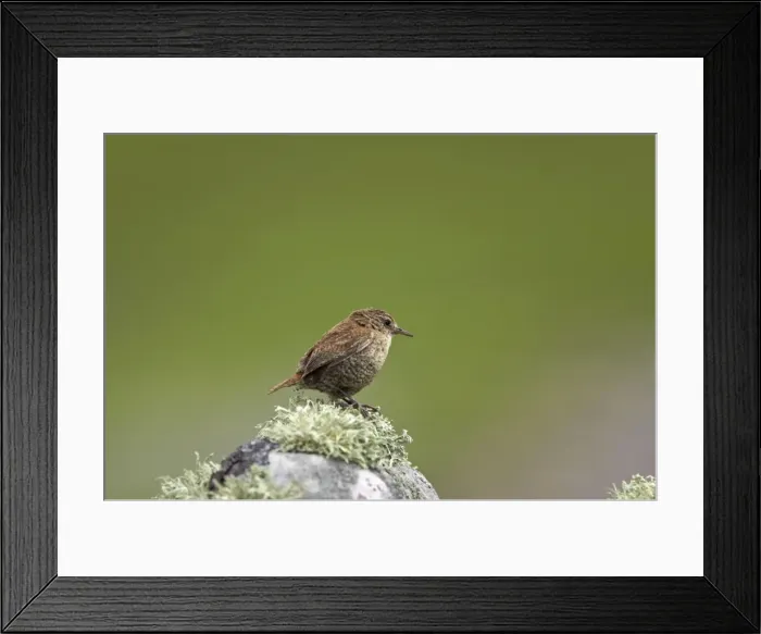 Framed Print : Shetland Wren Mousa Island, Shetland, UK BI011601 Framed Print : Shetland Wren Mousa Island, Shetland, UK BI011601