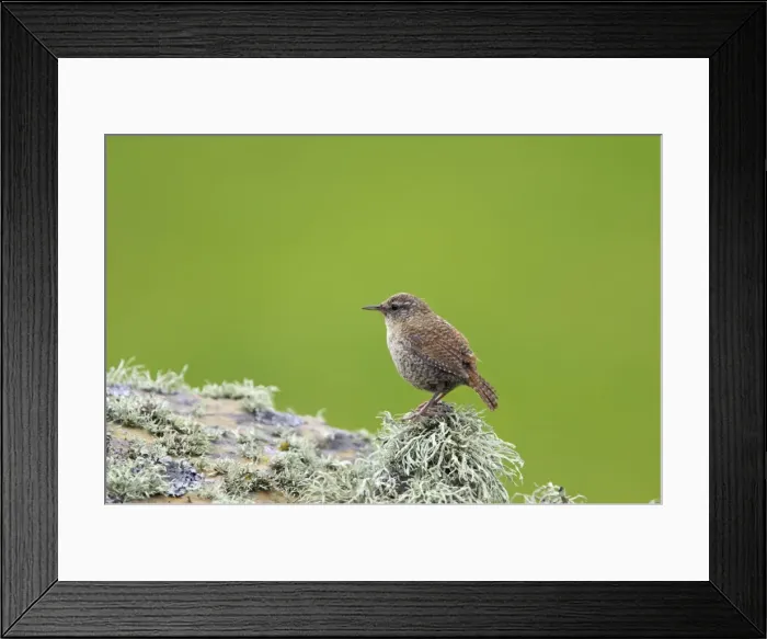 Framed Print : Shetland Wren Mousa Island, Shetland, UK BI011603 Framed Print : Shetland Wren Mousa Island, Shetland, UK BI011603