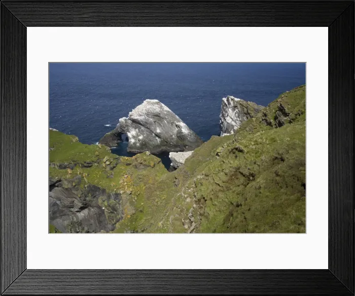 Framed Print : Gannet Colony Hermaness Nature Reserve, Unst, Shetland, UK BI011616 Framed Print : Gannet Colony Hermaness Nature Reserve, Unst, Shetland, UK BI011616