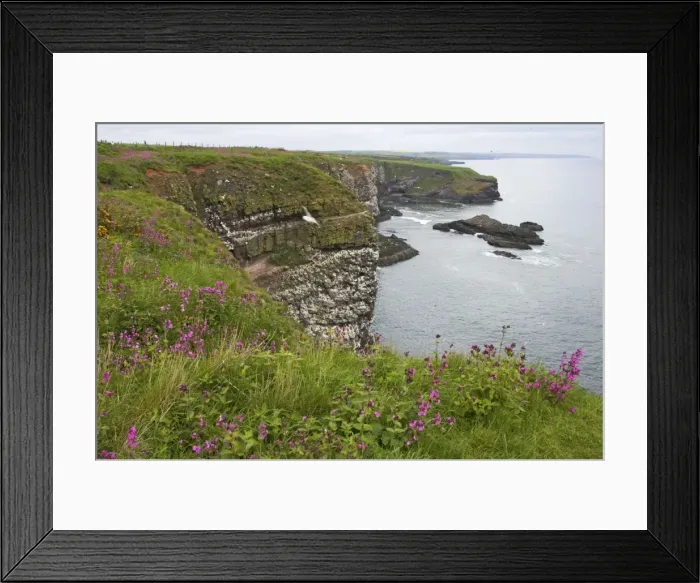 Framed Print : Seabird Cliffs Fowlsheugh RSPB Reserve, Grampian, UK LA003101 Framed Print : Seabird Cliffs Fowlsheugh RSPB Reserve, Grampian, UK LA003101