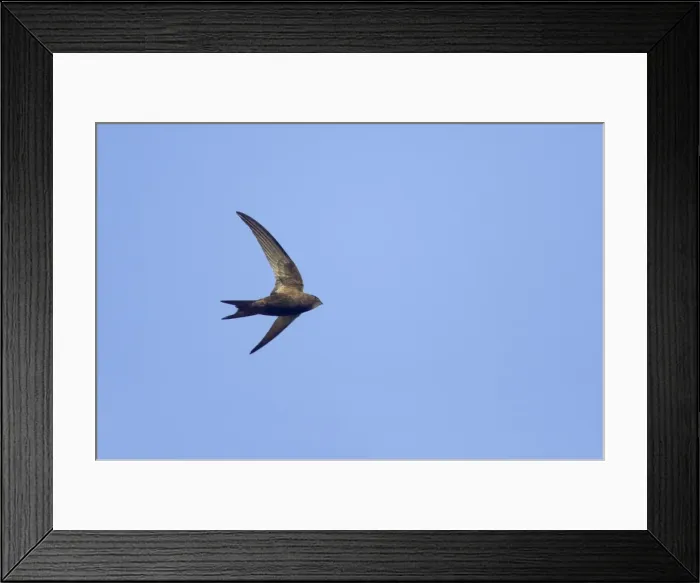 Framed Print : Common Swift - In flight Apus apus Suffolk, UK BI011628 Framed Print : Common Swift - In flight Apus apus Suffolk, UK BI011628