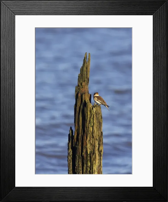Framed Print : Snow Bunting - On breakwater in Winter Plectrophenax nivalis Whitstable, Kent BI012829 Framed Print : Snow Bunting - On breakwater in Winter Plectrophenax nivalis Whitstable, Kent BI012829
