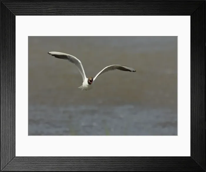 Framed Print : Black Headed Gull - Calling in flight Larus ridibundus Minsmere RSPB Reserve Suffolk, UK BI011651 Framed Print : Black Headed Gull - Calling in flight Larus ridibundus Minsmere RSPB Reserve Suffolk, UK BI011651
