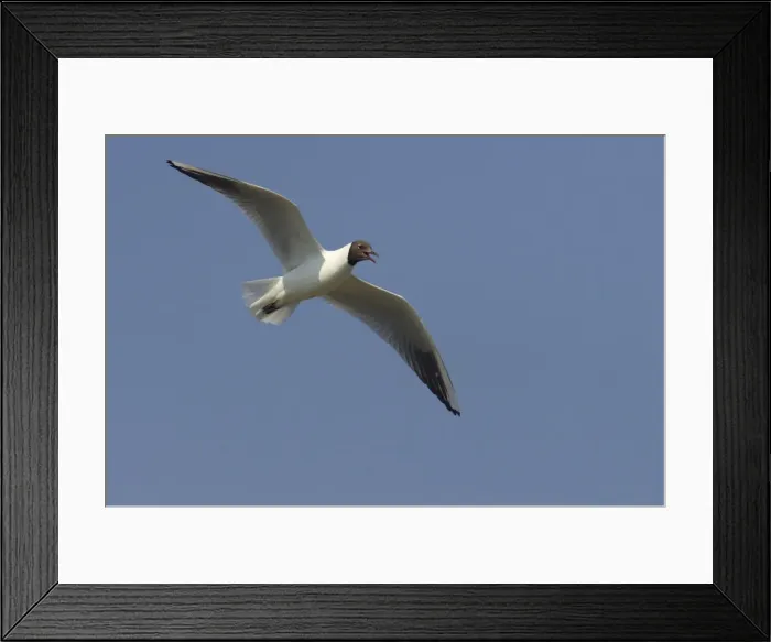 Framed Print : Black Headed Gull - Calling in flight Larus ridibundus Minsmere RSPB Reserve Suffolk, UK BI011655