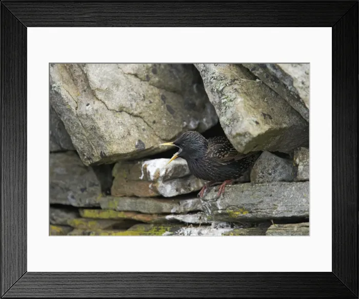 Framed Print : Starling - Calling from nest hole Sturnus vulgaris Shetland Mainland, UK BI011450 Framed Print : Starling - Calling from nest hole Sturnus vulgaris Shetland Mainland, UK BI011450