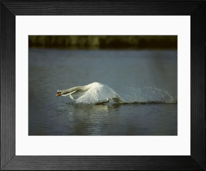 Framed Print : Mute Swan - Taking Off Lea Valley Park Essex, UK BI006190 Framed Print : Mute Swan - Taking Off Lea Valley Park Essex, UK BI006190