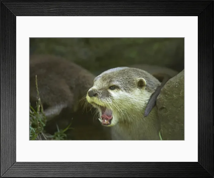 Framed Print : Asian Short Clawed Otter - Calling Amblonyx cinerea Otter Trust Suffolk, UK MA001421 Framed Print : Asian Short Clawed Otter - Calling Amblonyx cinerea Otter Trust Suffolk, UK MA001421
