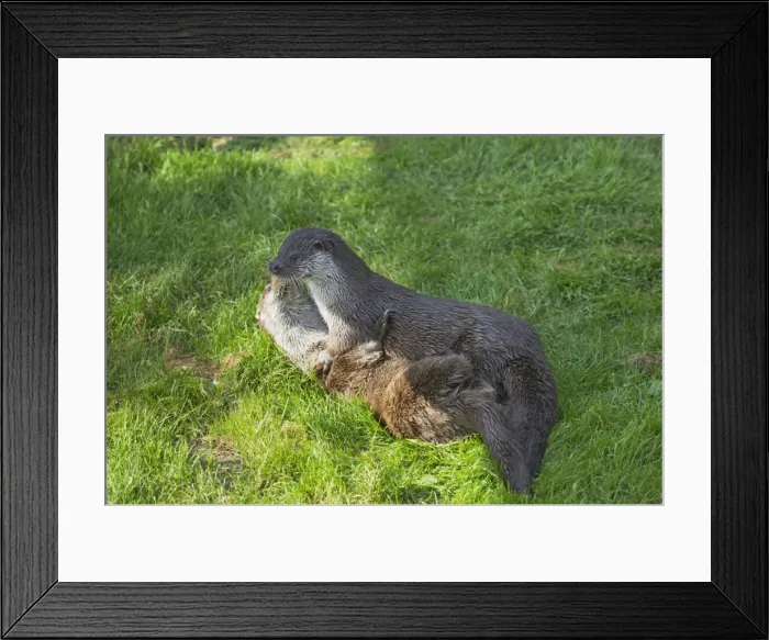 Framed Print : British Otter - Playfighting on Riverbank Lutra lutra lutra Otter Trust Suffolk, UK MA001410 Framed Print : British Otter - Playfighting on Riverbank Lutra lutra lutra Otter Trust Suffolk, UK MA001410