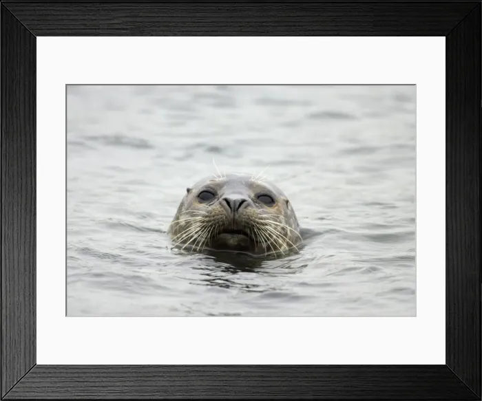 Framed Print : Common Seal Phoca vitulina vitulina Yell, Shetland, UK MA001204 Framed Print : Common Seal Phoca vitulina vitulina Yell, Shetland, UK MA001204