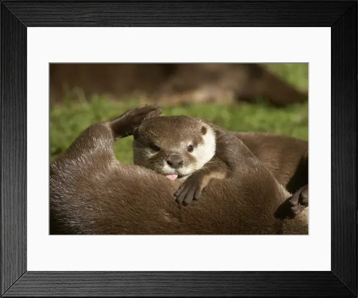 Framed Print : Asian Short Clawed Otter - Playfighting Amblonyx cinerea Otter Trust Suffolk, UK MA001428 Framed Print : Asian Short Clawed Otter - Playfighting Amblonyx cinerea Otter Trust Suffolk, UK MA001428