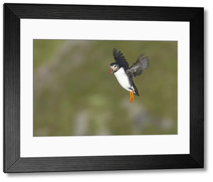 Framed Print : Puffin - Coming in to land on breeding cliffs Fratercula arctica Hermaness Nature Reserve, Unst Shetland, UK BI011117 Framed Print : Puffin - Coming in to land on breeding cliffs Fratercula arctica Hermaness Nature Reserve, Unst Shetland, UK BI011117
