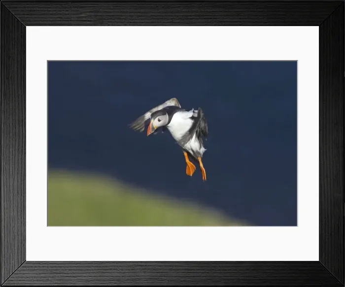 Framed Print : Puffin - Coming in to land on breeding cliffs Fratercula arctica Hermaness Nature Reserve, Unst Shetland, UK BI011126 Framed Print : Puffin - Coming in to land on breeding cliffs Fratercula arctica Hermaness Nature Reserve, Unst Shetland, UK BI011126