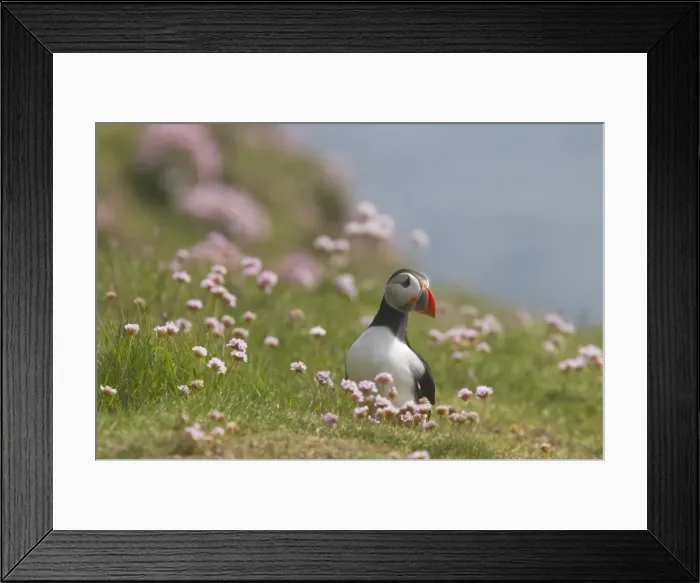 Framed Print : Puffin - with thrift Fratercula arctica Sumburgh Head Shetland Mainland, UK BI011183 Framed Print : Puffin - with thrift Fratercula arctica Sumburgh Head Shetland Mainland, UK BI011183