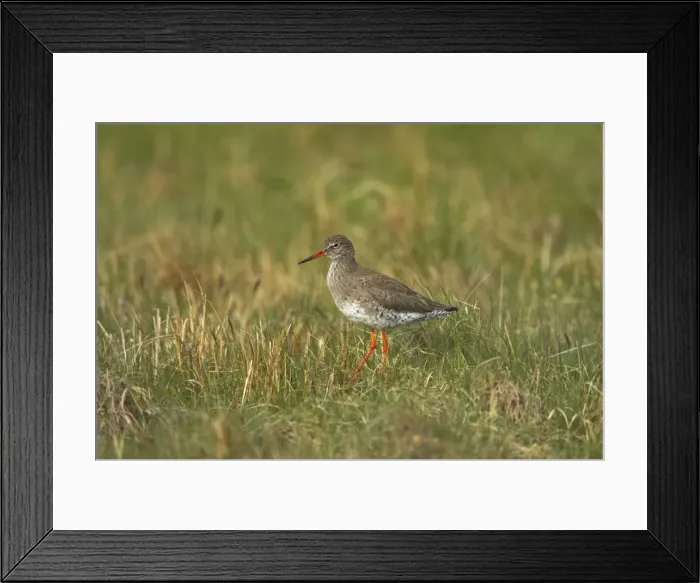 Framed Print : Redshank - On breeding grounds Tringa totanus Unst, Shetland, UK BI011226 Framed Print : Redshank - On breeding grounds Tringa totanus Unst, Shetland, UK BI011226