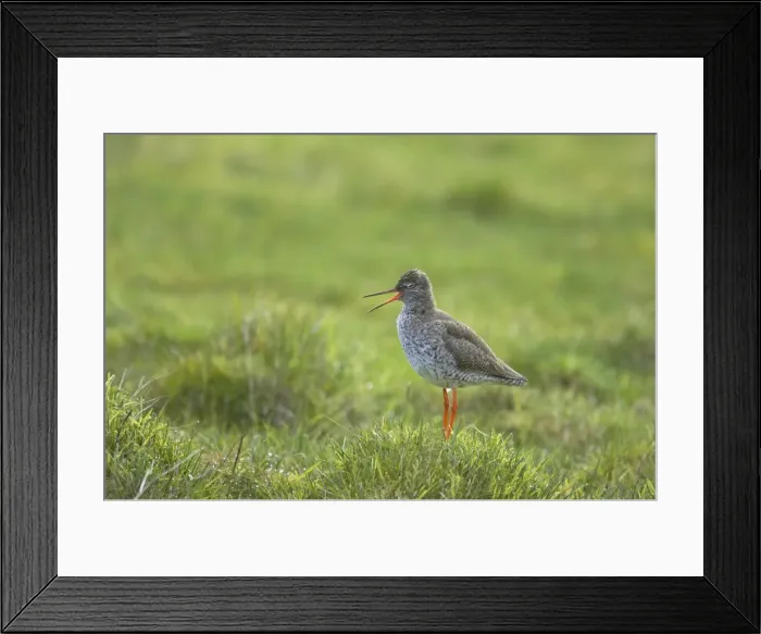 Framed Print : Redshank - Calling on breeding grounds Tringa totanus Unst, Shetland, UK BI011230 Framed Print : Redshank - Calling on breeding grounds Tringa totanus Unst, Shetland, UK BI011230