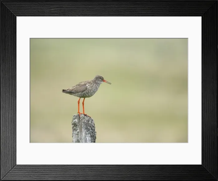 Framed Print : Redshank - Calling from post Tringa totanus Yell, Shetland, UK BI011265 Framed Print : Redshank - Calling from post Tringa totanus Yell, Shetland, UK BI011265