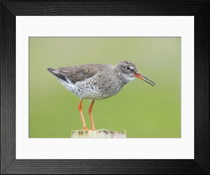 Framed Print : Redshank - Calling from post Tringa totanus Shetland Mainland, UK BI011292 Framed Print : Redshank - Calling from post Tringa totanus Shetland Mainland, UK BI011292