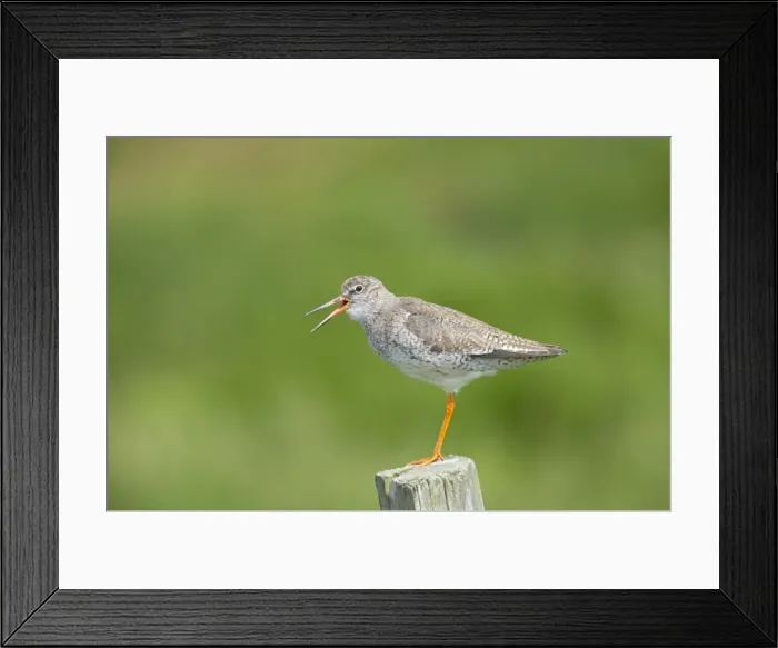 Framed Print : Redshank - Calling from post Tringa totanus Shetland Mainland, UK BI011295 Framed Print : Redshank - Calling from post Tringa totanus Shetland Mainland, UK BI011295