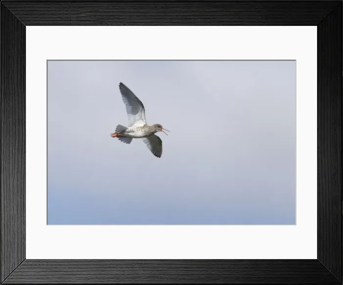 Framed Print : Redshank - Calling in flight Tringa totanus Unst, Shetland, UK BI011327